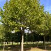 Plataan | Franse knotvorm