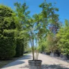 Witte Indische sering | Meerstammig