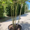 Witte Indische sering | Meerstammig