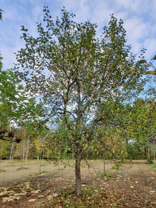 appel-boom-lunterse-pippeling- (1) Appelboom 'James Grieve' | Hoogstam