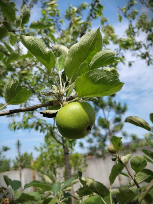 appelboom goudreinet Appelboom 'James Grieve' | Hoogstam