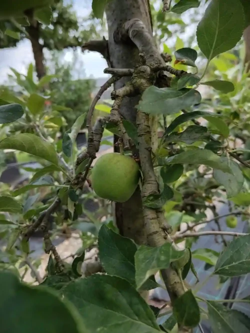 catgeorie appelboom delbare Appelboom 'James Grieve' | Hoogstam