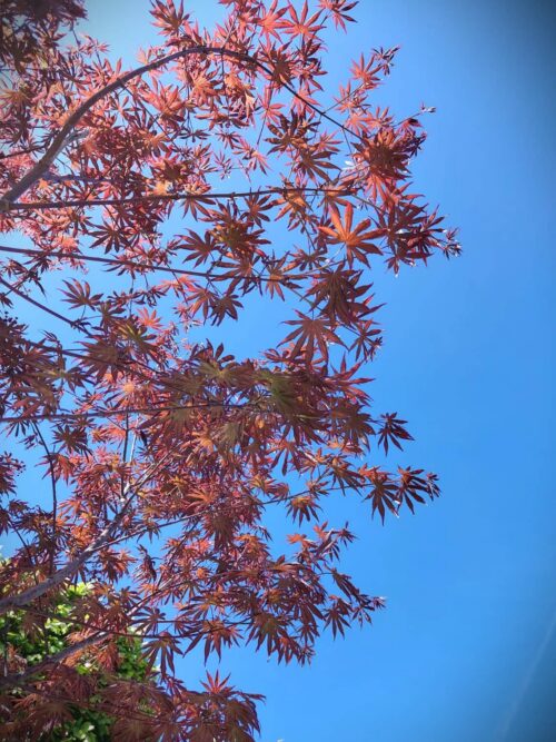 japanse_esdoorn_categorie-optimized-260925133118_FileVert Vaantjesboom | Meerstammig
