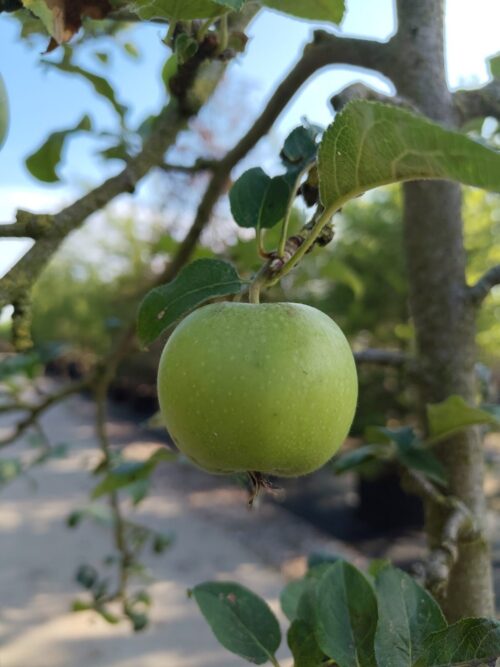 jonagolden appelboom catgeorie Appelboom 'James Grieve' | Hoogstam