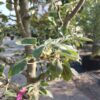 Perenboom 'Gieser wildeman' | Halfstam