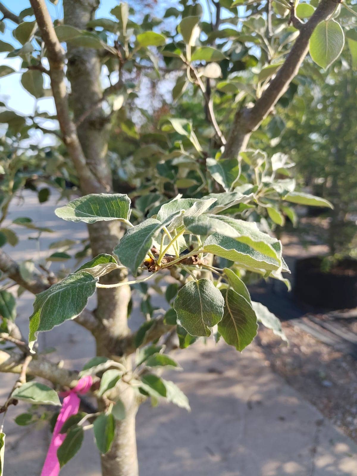 Perenboom 'Gieser wildeman' | Halfstam
