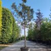 Perenboom 'Gieser wildeman' | Halfstam