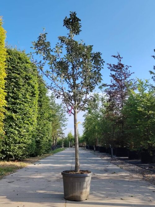 Perenboom 'Gieser wildeman' | Halfstam