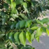 Portugese laurierkers | Solitaire struik