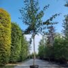 Pruimenboom 'Victoria' | Hoogstam