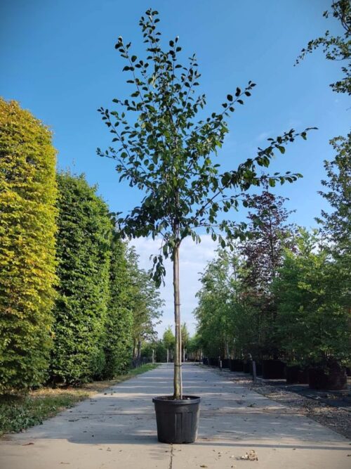 Pruimenboom 16-18 cm hoogstam victoria Pruimenboom 'Victoria' | Hoogstam