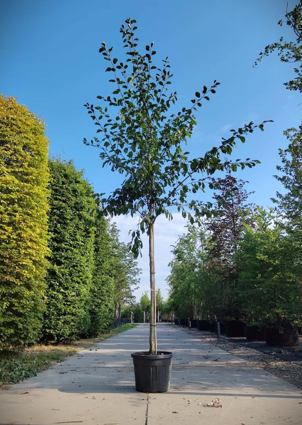 Pruimenboom 'Victoria' | Hoogstam