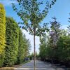Pruimenboom 'Victoria' | Hoogstam
