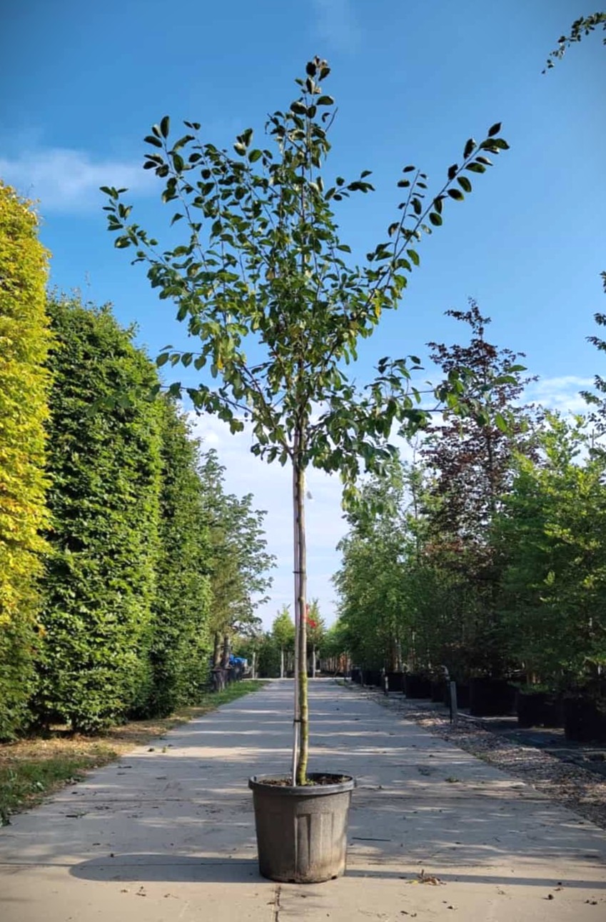Pruimenboom 'Victoria' | Hoogstam