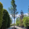 Sierpeer 'Chanticleer' | Hoogstam