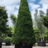 Taxus | Pyramide