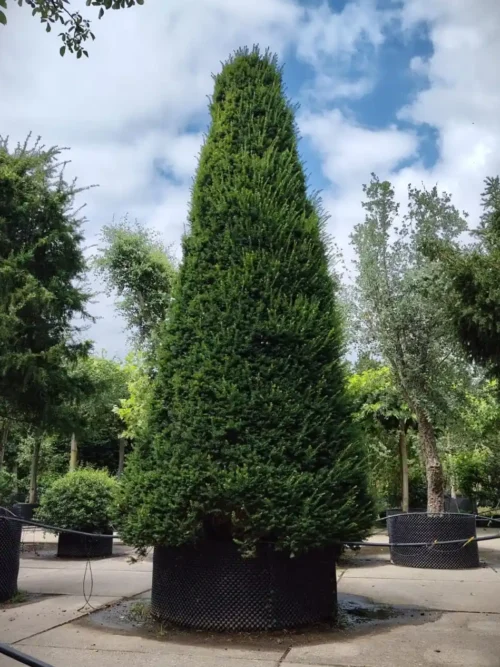 Taxus | Pyramide