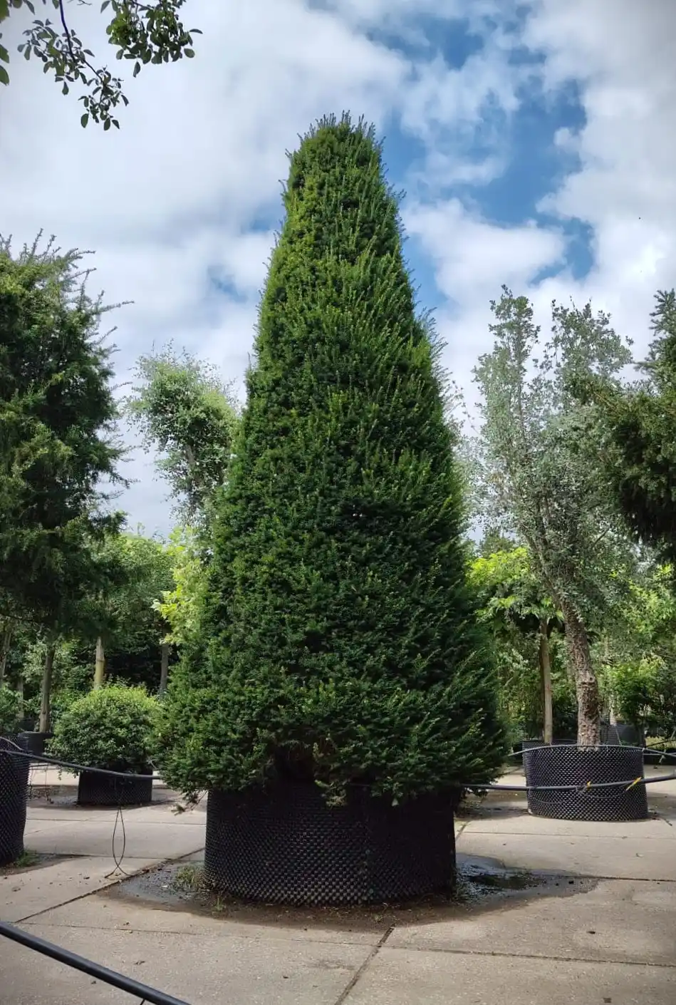 Taxus | Pyramide